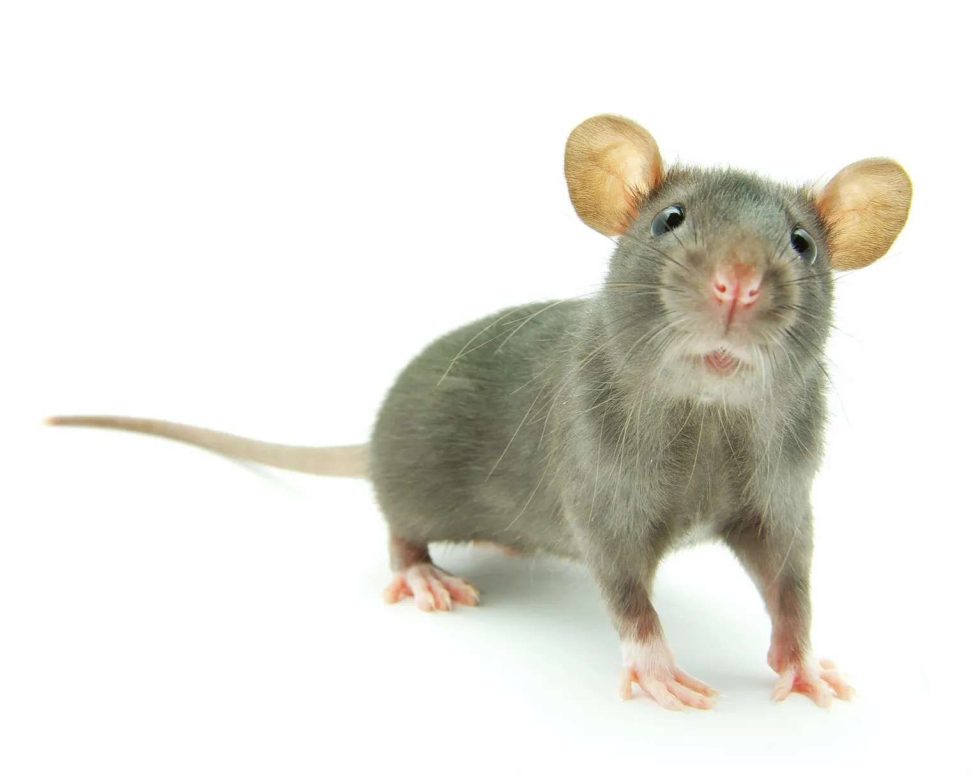 Pest Control New Hampshire Cornerstone Pest Control