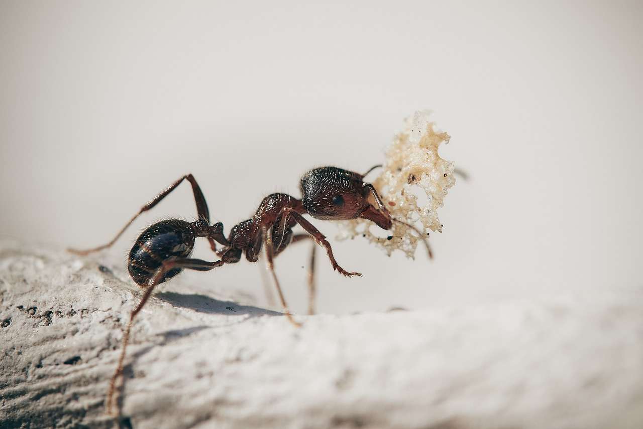 Ant Pest Control NH Pest Control Cornerstone Pest Control