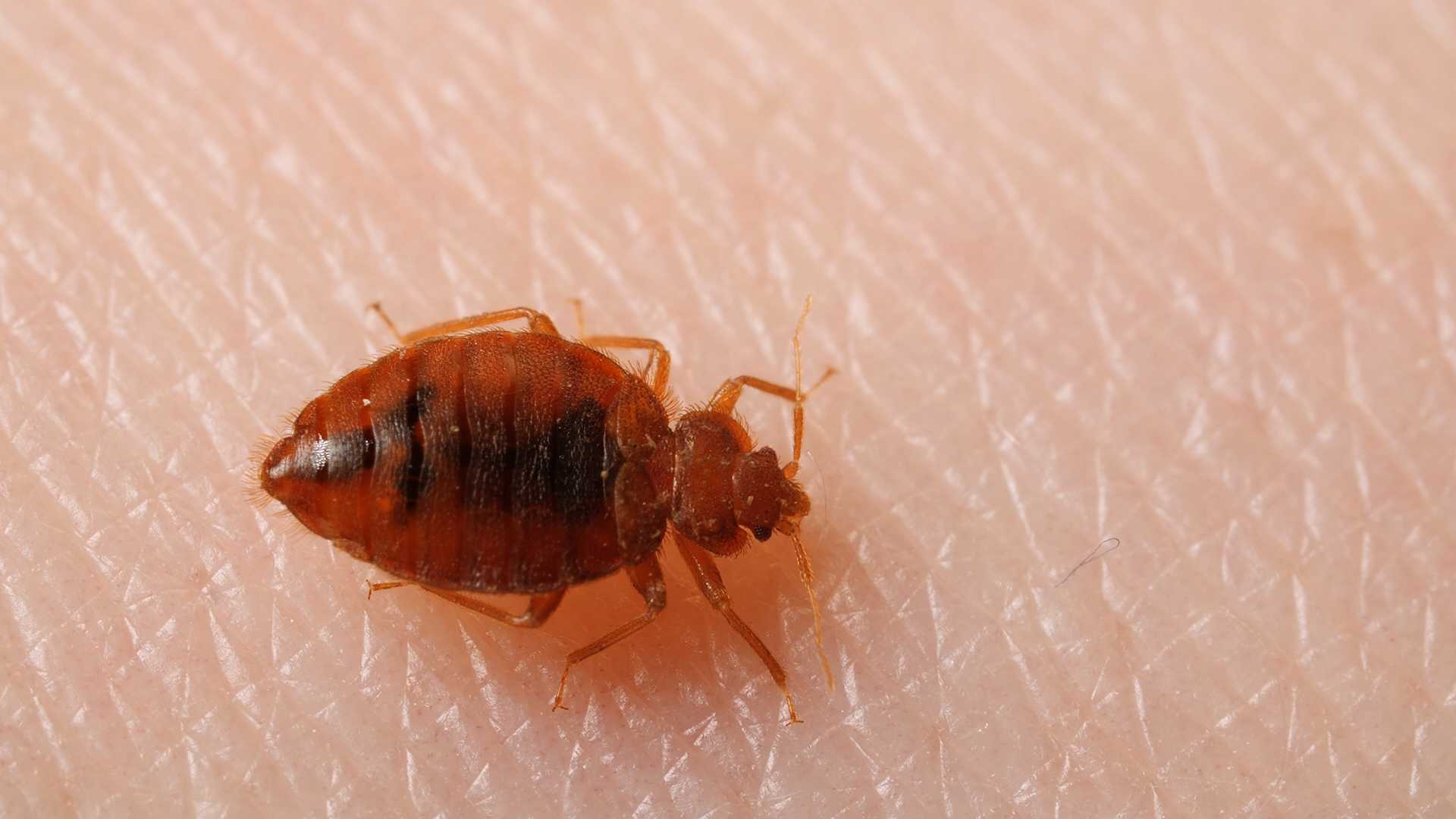 Bed bug exterminator near me nh cornerstone pest control