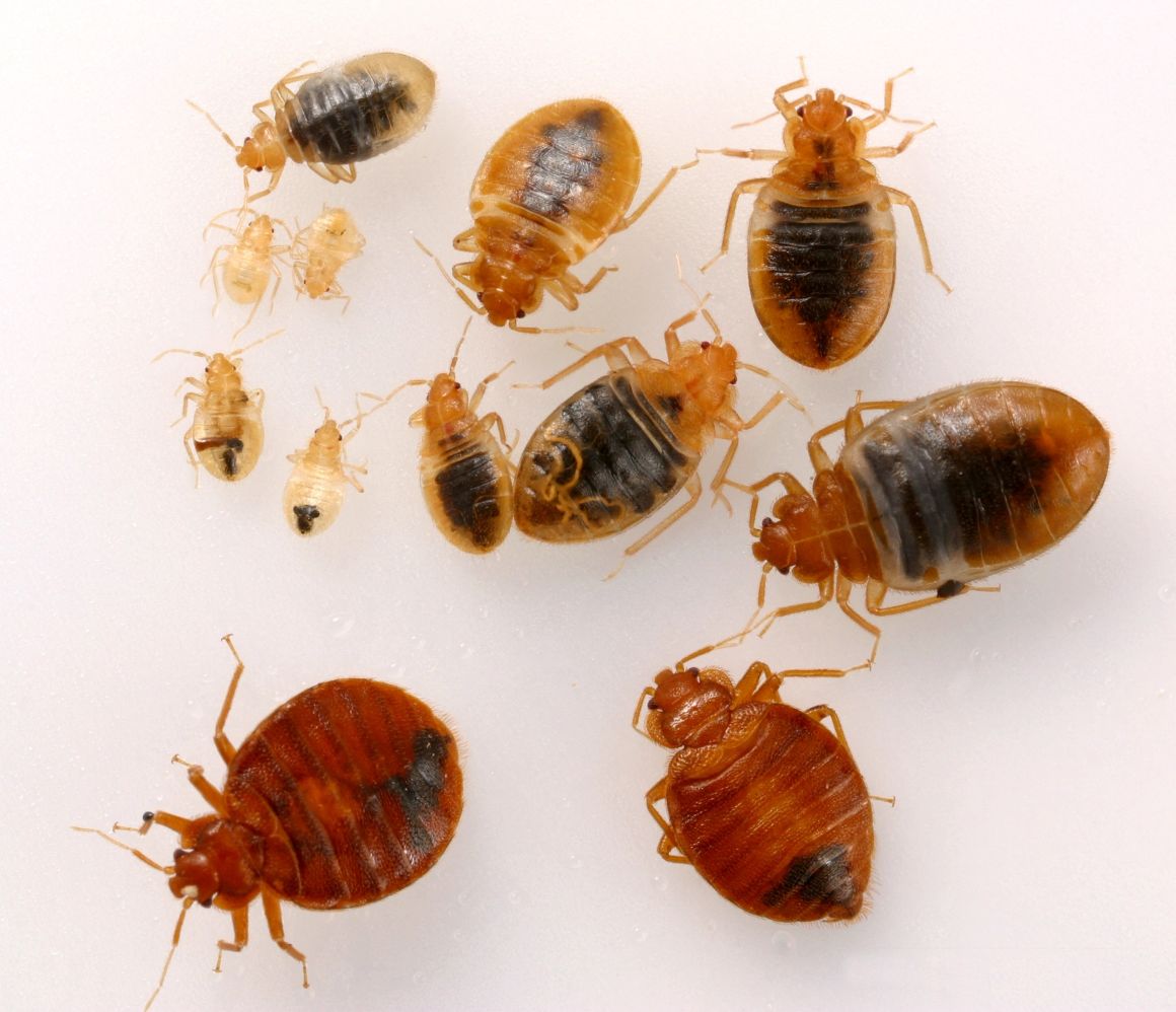 Pest Control, Bed Bugs, Rodents  Rochester, Fairport and Webster