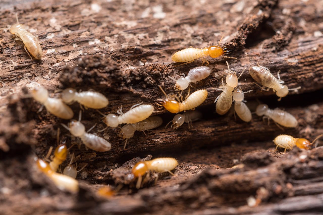 Termites Header Min 