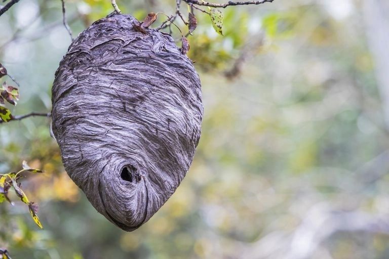 hornet control & wasp prevention near me in NH