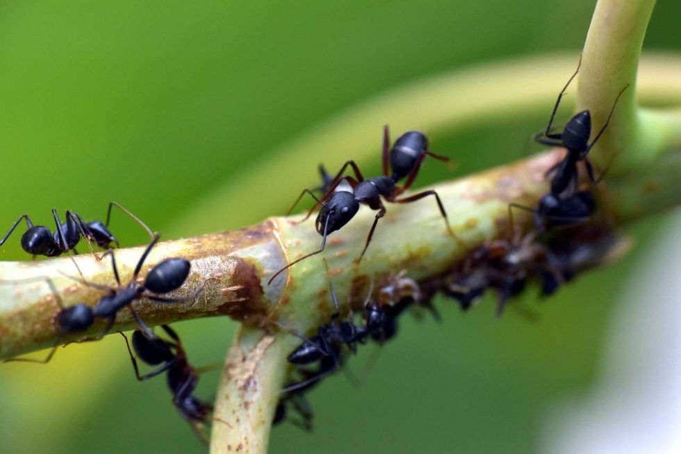 About Us NH Pest Control Cornerstone Pest Control