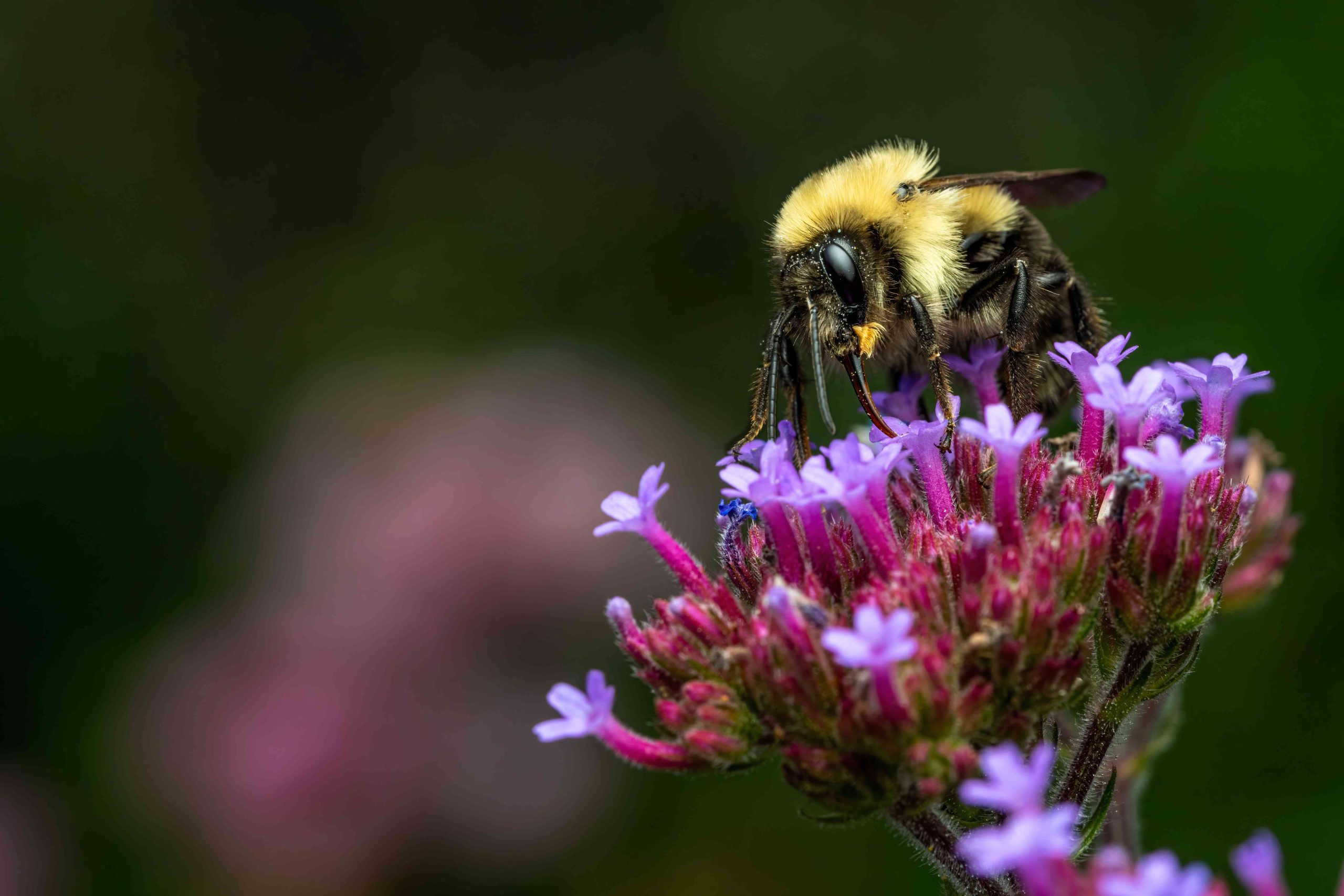 About Us Pest Control In NH Northern MA Cornerstone Pest Control