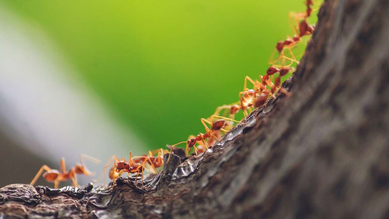 Contact Pest Control Companies Near You Cornerstone Pest