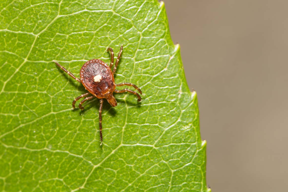 This is an image of a tick on a leaf. Cornerstone Pest Control offers residential tick control in Brentwood NH.