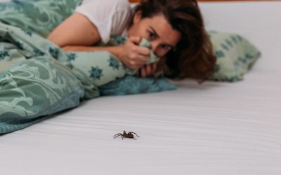 Common Household Pests: Identifying and Eliminating Them Safely