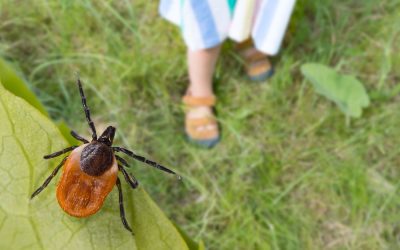 Understanding the Importance of Tick Control: Protecting Your Family and Pets