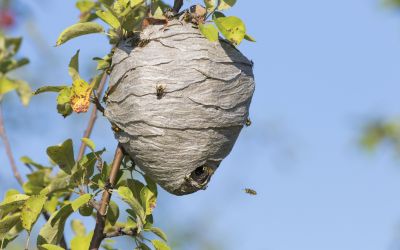 How to Identify and Prevent Wasp Nests: Expert Advice from Cornerstone Pest Control
