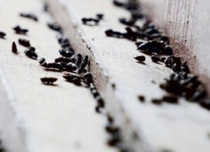 mouse-droppings