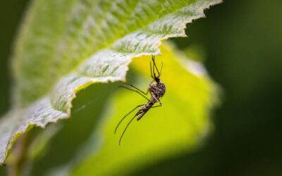 Mosquito Prevention Tips – Reduce Breeding Sites and Enjoy Your Yard