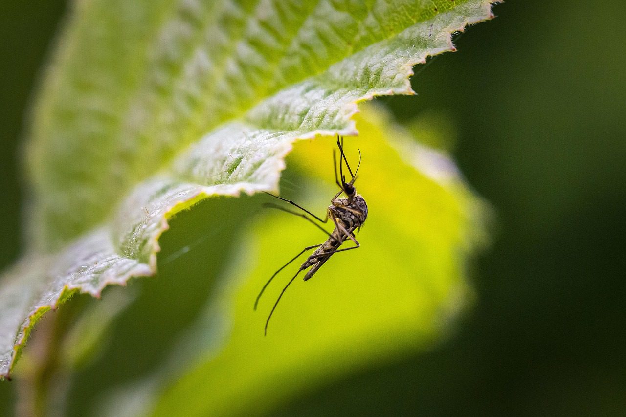 mosquito-4840948_1280