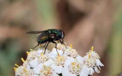 Flying Pest Control – Keeping Bees and Flies at Bay