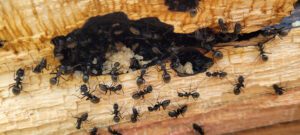 carpenter ant control in NH