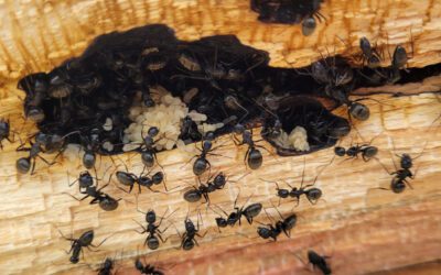 Dealing with Carpenter Ants – Protecting Your Home’s Structure