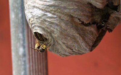 Protect Your Home with Expert Pest Control in NH