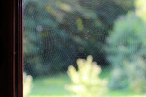 house spider