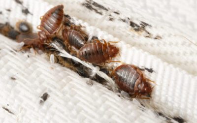 Bed Bug Awareness for Summer Travelers & Homeowners