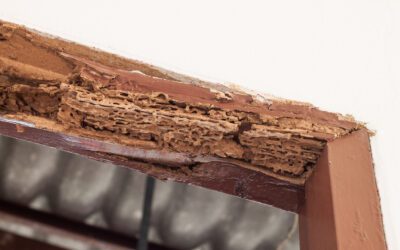 7 Signs You Need Professional Pest Control – When DIY Isn’t Enough