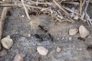 pavement ants