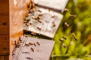 honey bees