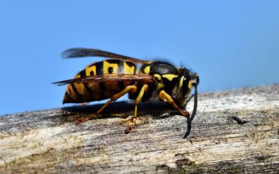 Hornet and Wasp Control – Keeping Your Home and Yard Safe