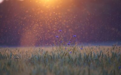 Don’t Let Mosquitoes Linger: Late Summer & Fall Mosquito Control