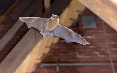 Bats in New England – Why They Matter and How to Handle Them Responsibly