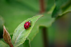 Ladybug