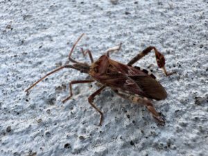 Conifer Seed Bug