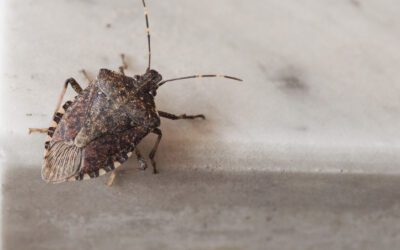 Dealing with Stink Bugs, Ladybugs, and Conifer Seed Bugs in New England Homes