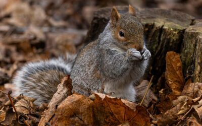 Rodent-Proofing Your Home in the Fall: Seal Entry Points Before It’s Too Late