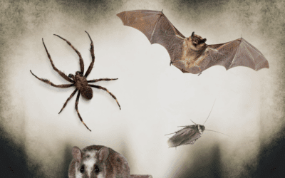 Spooky Pest Facts – Creepy Critters to Watch Out for This Season