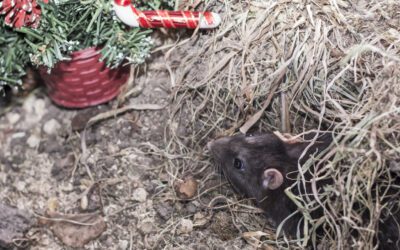 Rodent Prevention for the Holidays – Avoid Unwanted Guests