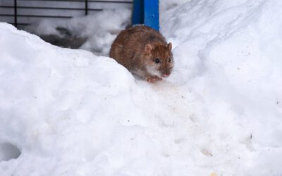 Winter Pest Myths – Debunking Common Misconceptions