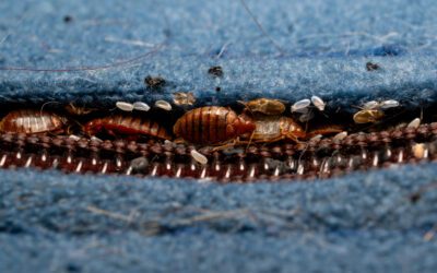 Holiday Travel Pest Prevention: Bed Bug Precautions for a Worry-Free Season