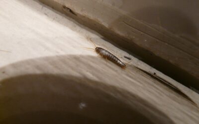 Moisture Pests in Winter: Why Silverfish & Earwigs Thrive Indoors This Month