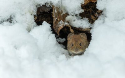 What Melting Snow Reveals: Winter Pest Damage You Don’t Notice Until Spring