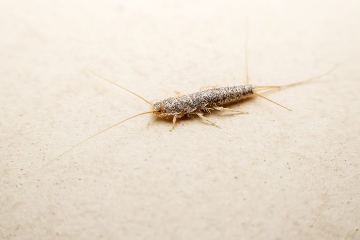 silverfish