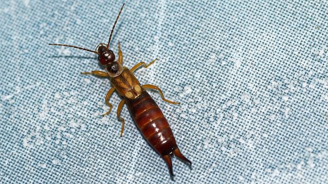 earwig