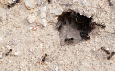 Integrated Pest Management: Small Home Maintenance Habits That Make a Huge Difference