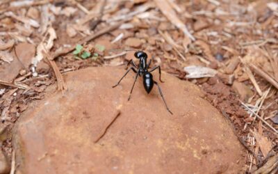 Early Spring Ant Scouts: How One Ant Can Lead to a Full Infestation