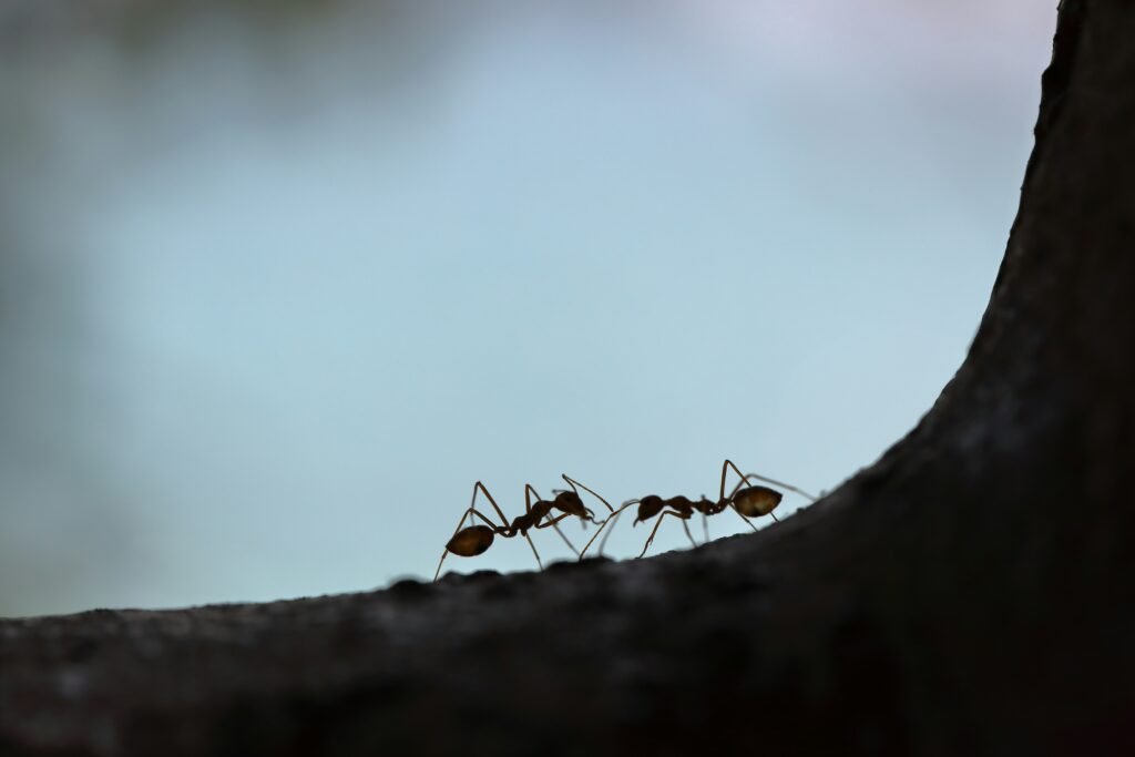 spring_ant_activity