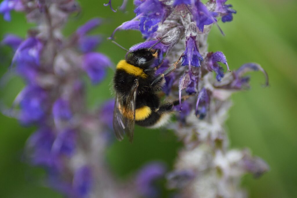 bumble bee