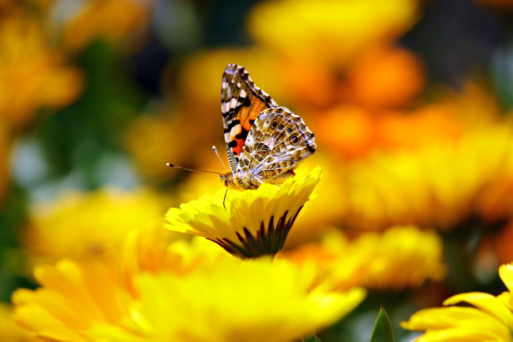 butterfly in garden