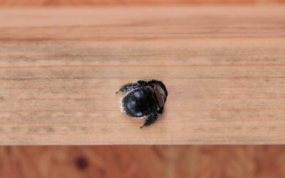 Carpenter Bee vs. Bumble Bee: A New England Homeowner’s Identification Guide