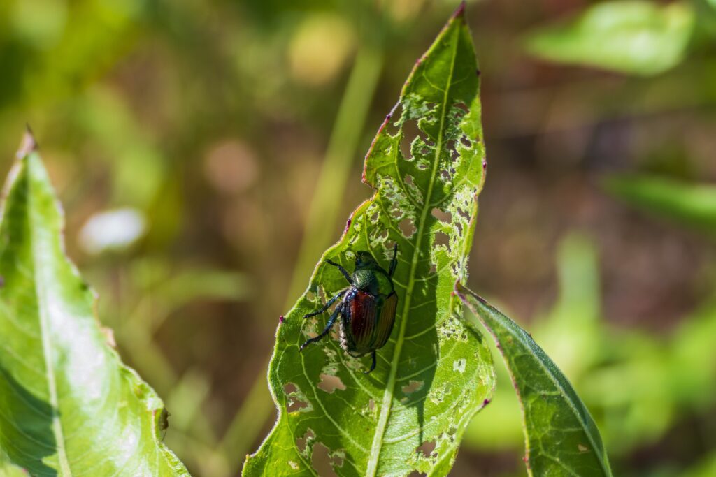 Japanese Beetle damage