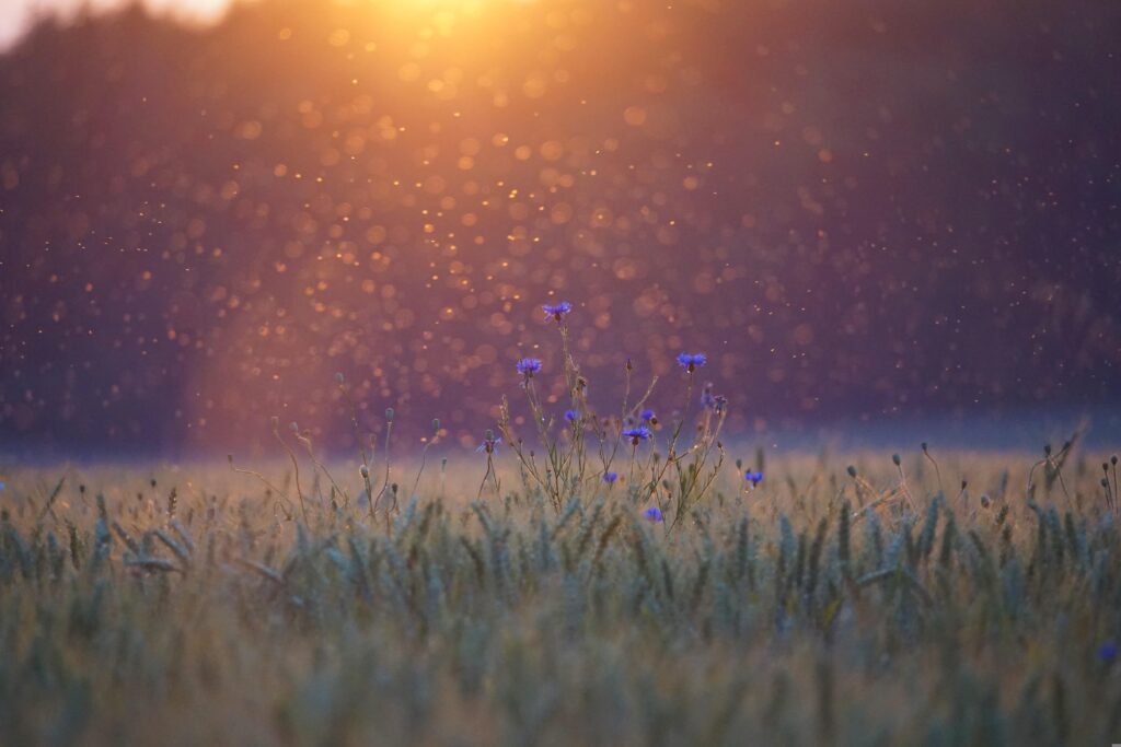 field with mosquitoes