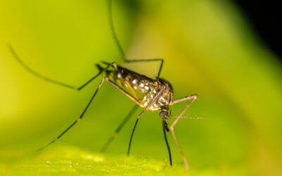 Mosquito Myths Homeowners Still Believe (And What Actually Works)