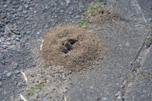 pavement ants